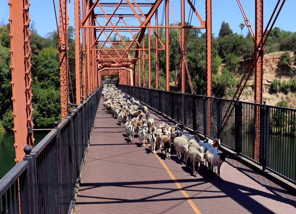Sheep and goats from Steve Gregory’s Lincoln-based herd cross over the Fair Oaks Bridge en route to the south bank of the American River where they began grazing and clearing brush on Wednesday. Susan Maxwell Skinner Special to The Bee Read more here: http://www.sacbee.com/news/local/article87056312.html#storylink=cpy