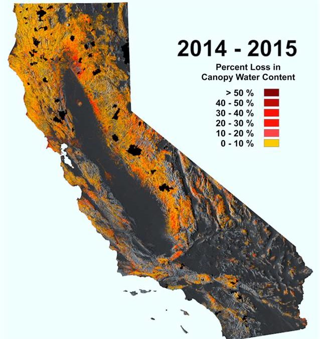 California plans to log its drought-killed trees