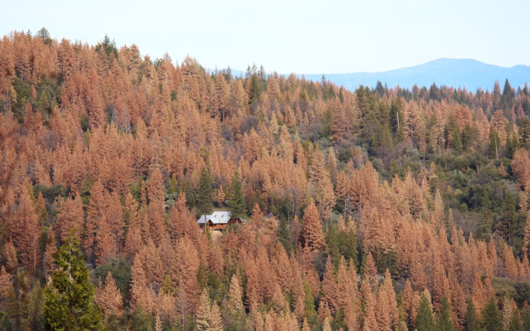 Report: California’s tree die-off reaches 147 million, boosting fire threat