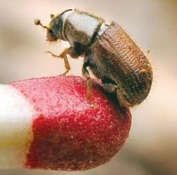 Bark beetle outbreak may be signal of larger shift – Union Democrat Article