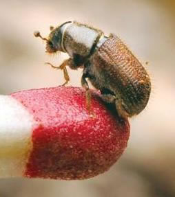 Bark beetle outbreak may be signal of larger shift – Union Democrat Article