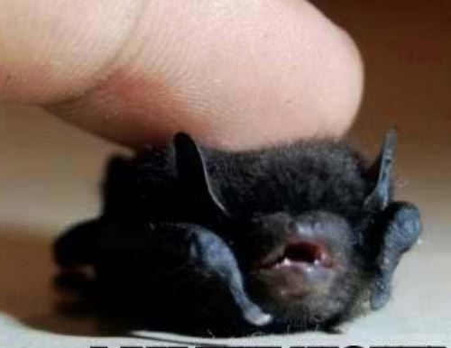 Bat Presentation