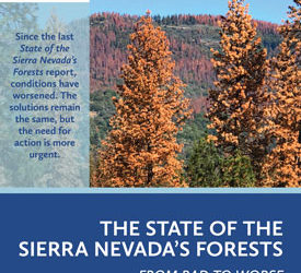 Report: State of the Sierra Nevada’s Forests… From Bad to Worse