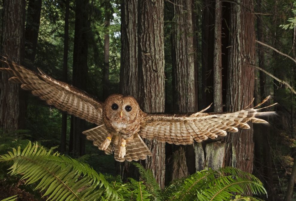 Agenda driven science? The case of spotted owls and fire