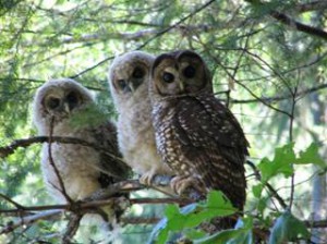 Report: California Spotted Owl Occupancy On Mixed-Ownership Lands In the Sierra Nevada of California, 2012 Through 2016