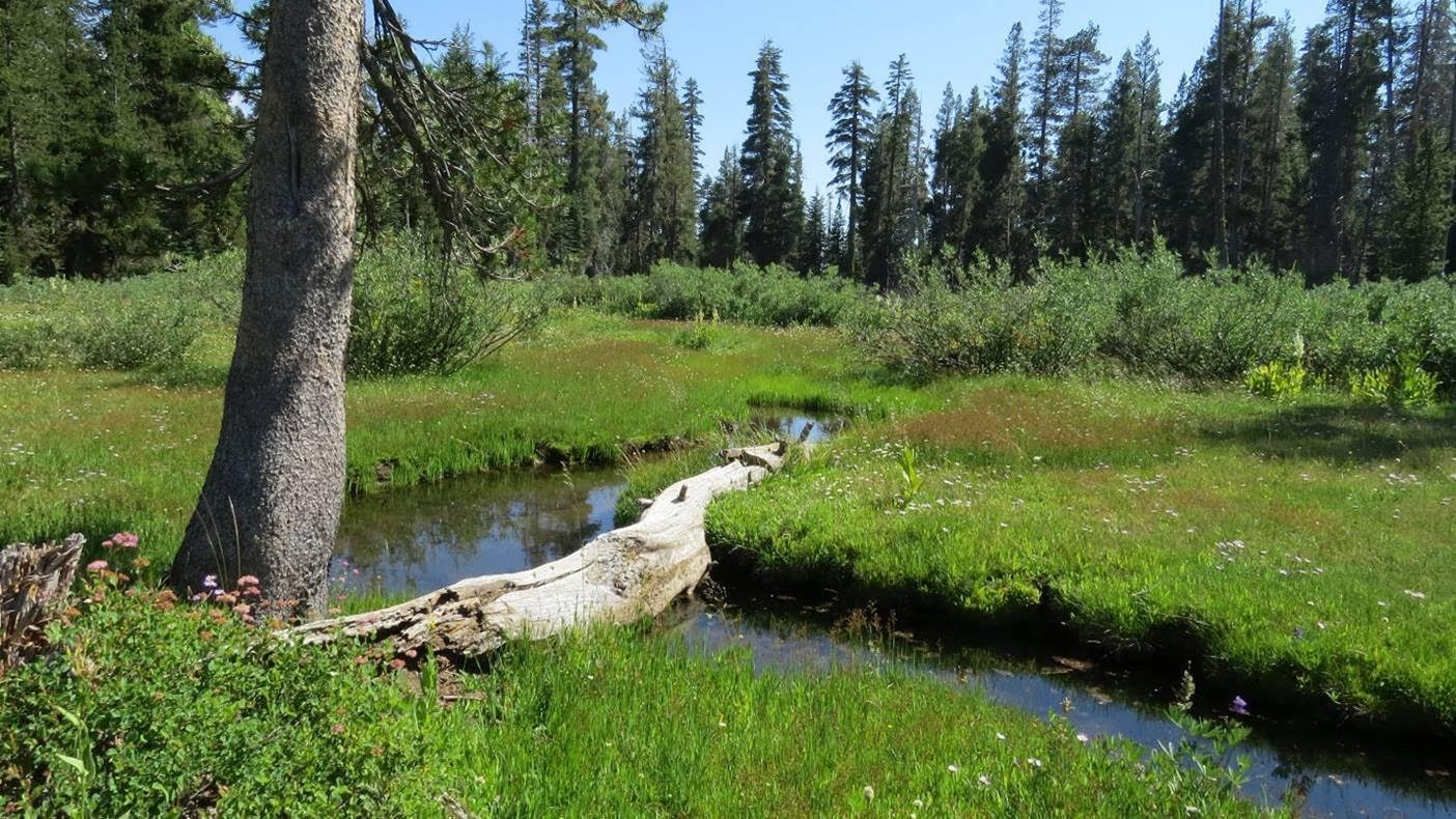 MEADOW RESTORATION WORK DAYS – SEPTEMBER 10-13TH | Amador-Calaveras ...