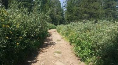 Meadow Restoration on Three Final Off Highway Vehicle Routes Completes Corrective Work on Forest Travel Management System