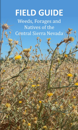 Field Guide to Weeds, Forages and Natives of the Central Sierra Nevada
