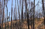 Can Better Forestry Jobs Prevent Fires and Restore Rural America?