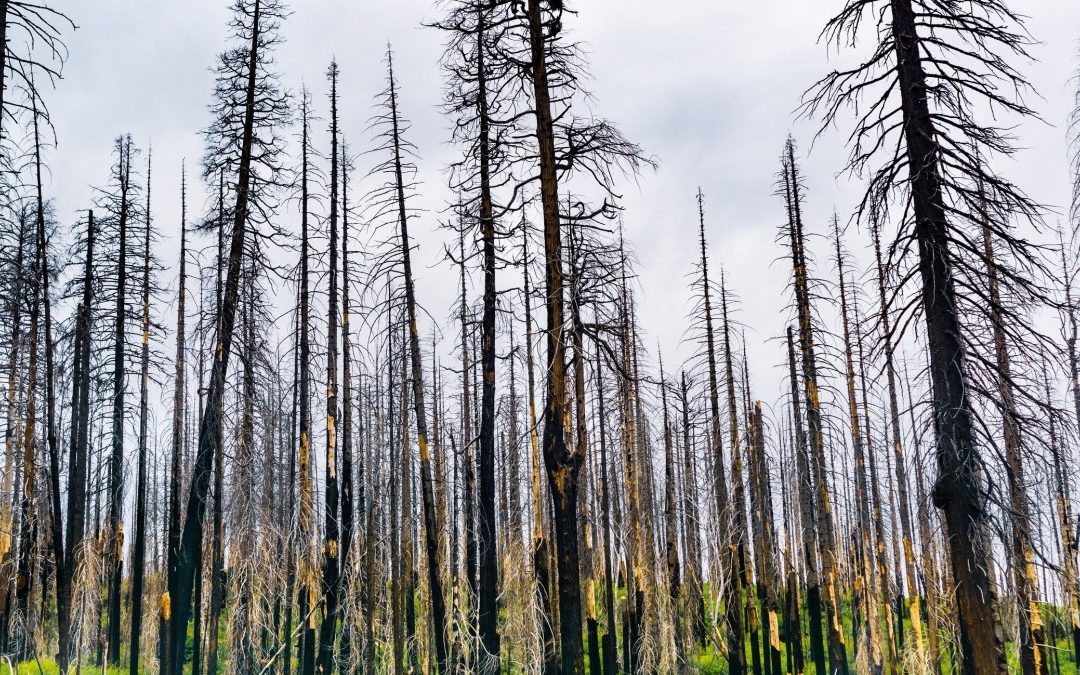 Article: How years of fighting every wildfire helped fuel the Western megafires of today
