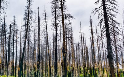 Article: How years of fighting every wildfire helped fuel the Western megafires of today