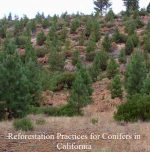 NEW UC BOOK OFFERS INSIGHT INTO HOW LANDOWNERS CAN REFOREST LANDS RAVAGED BY WILDFIRES